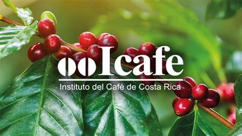 onboardicafe|onboard icafe com.